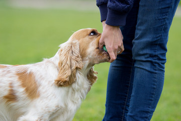 Dog playing with a ball outdoors