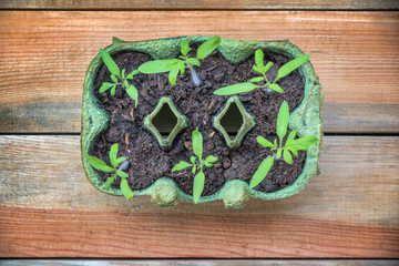 Fototapeta na wymiar Top view of tomato seedlings in a recycled egg box, homemade and gardening concept