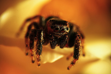 Large spider in the wild