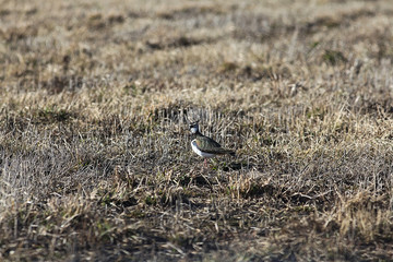 bird field dry grass wildlife