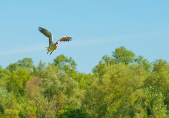 Goose flying in a blue sky in spring