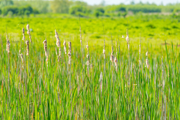 Reed along the shore of a lake wetland in spring 