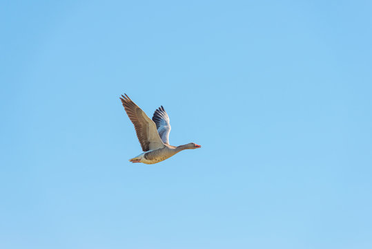 Goose flying in a blue sky in spring