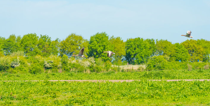 Geese flying over a meadow in wetland in spring