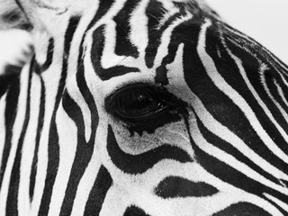 Naklejka na ściany i meble Close up of a zebra