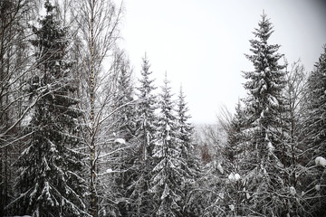 Snow-covered winter russian forest