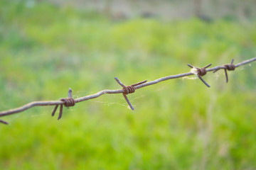 Barbed wire on a background of green lawn grass