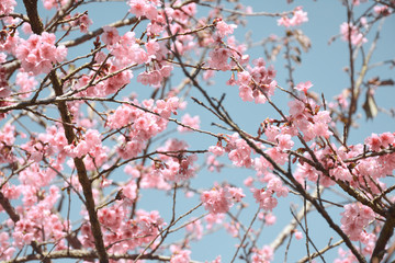 Wild Himalayan Cherry