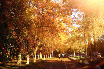 Sunny weather in autumn park