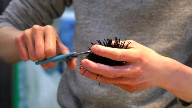 Man Cleaning Sea Urchin, prepare for sushi