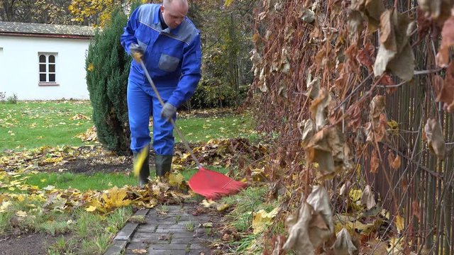 man gardener rake autumnal leaves with big red rake garden. 4K