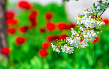 Flowers of fruit tree on a branch with Red tulips background, sunny bright spring day