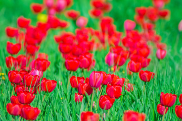 Fototapeta premium Red tulips in green grass on a sunny spring day, nature background