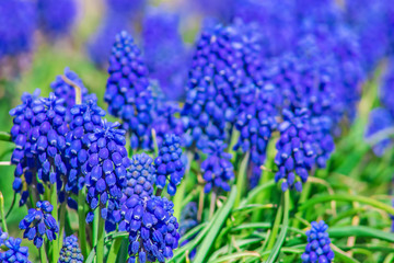 Fototapeta premium Clusters of small beautiful blue flowers on a flower bed in a bright spring day, nature background