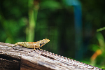 Chameleon on a wooden