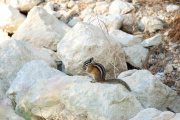 Chipmank on the rocks on the dusk