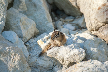 Chipmank on the rocks on the dusk