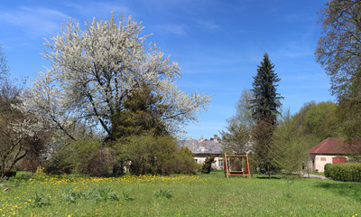 The huge apple tree blossoms on a green meadow