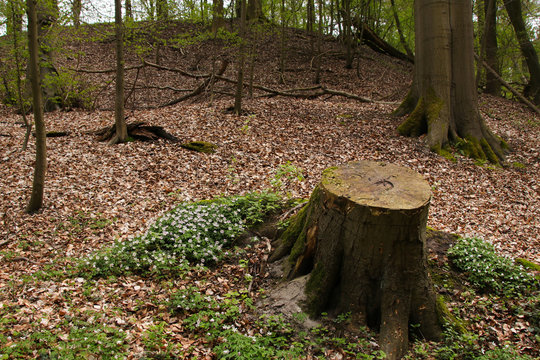 Wald, Fr&uuml;hling, Wildblumen, Baumstumpf, Waldspziergang, Bundesland Brandenburg, Biesenthaler Becken