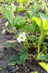 Green strawberry leaves with flowers and buds grow in the garden in the spring. Seedling. Flowering plants in the ground. Selective focus.