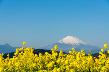 富士山と菜の花 - 152599083