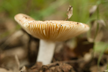Fototapeta premium Mushrooms growing on the underbrush