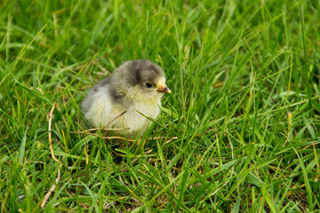 Beautiful small chick in the green grass