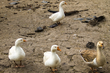 Domestic geese on a farmyard