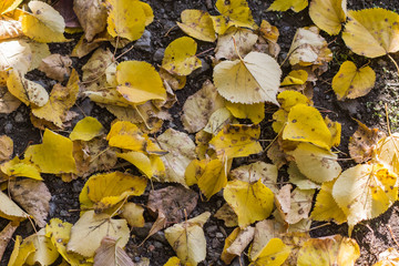 Yellow leaves