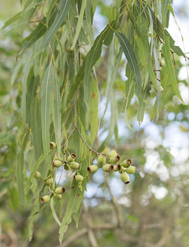 Australian Eucalypt Gum Leaves And Gumnuts