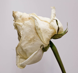 sluggish white rose