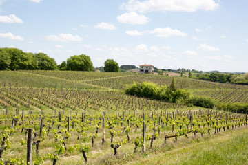 Fototapeta na wymiar The vines in the Bordeaux region during the spring