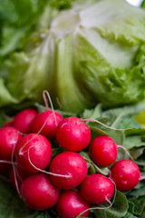 Fresh ingredients for healthy salad – red radish and green lettuce