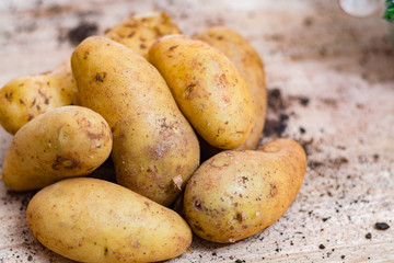 New harvest - young raw potatoes uncooked