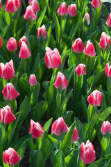 Tulpen mit der gewissen Frische
