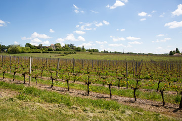 Fototapeta na wymiar beautiful summer sun the vines in the Bordeaux region grows