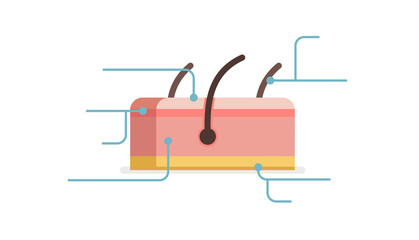 Skin vector illustration