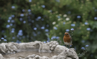 robin in a beautiful garden