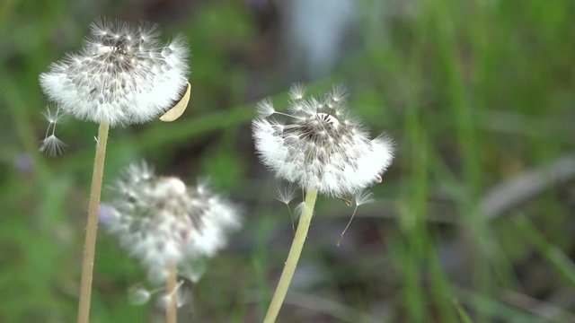 Light and beautiful dandelion.The bright rays of the sun illuminate the gentle, charming God's creation. An air flower.Lawn with dandelions. White, delicate, fragile flowers.