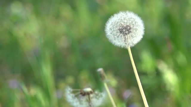 Light and beautiful dandelion.The bright rays of the sun illuminate the gentle, charming God's creation. An air flower.Lawn with dandelions. White, delicate, fragile flowers.
