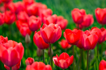 Beautiful red tulips in nature