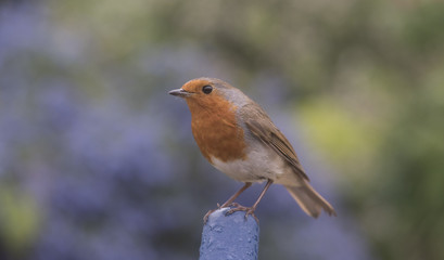 robin in front of blue ceonothus