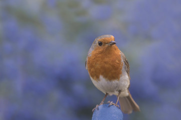 robin in front of blue ceonothus
