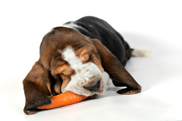 Basset hound puppy eats a carrot on a white background