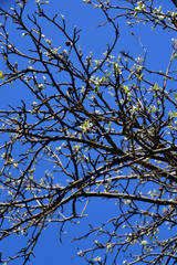 Obraz premium Apple tree branches with flowering leaves