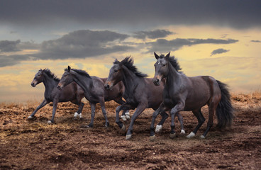 A few dark horsehorses gallop across the steppe