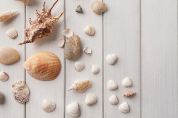 Fototapeta na wymiar Seashells on white wood, sea vacation background