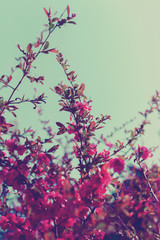 Flowering fruit tree branches with pink flowers