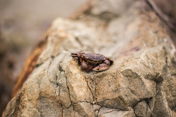 Crab