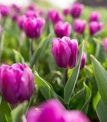 Beautiful purple tulips in nature